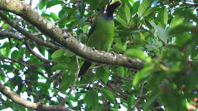 Toucanet émeraude - ML620742367