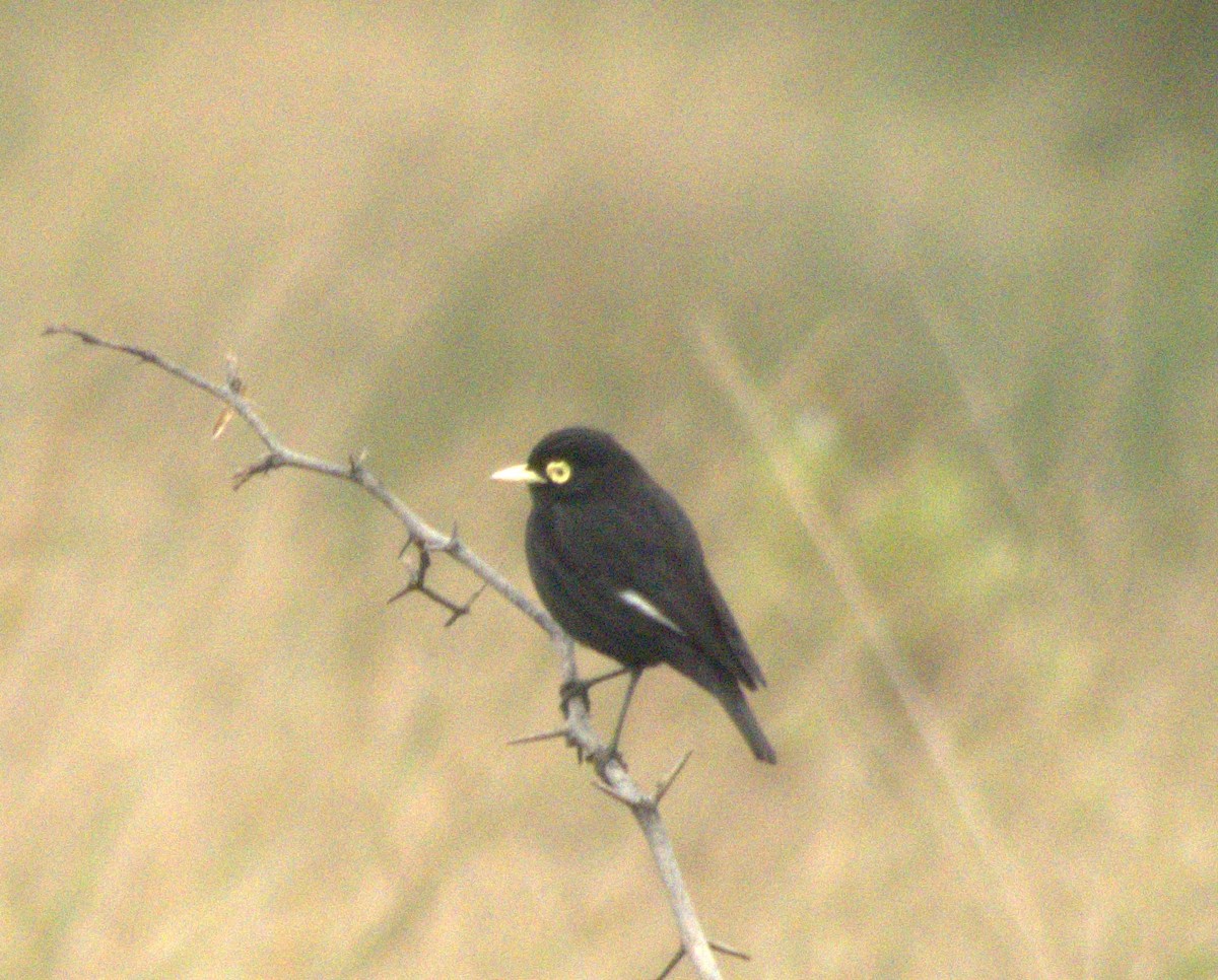 Spectacled Tyrant - ML620742368