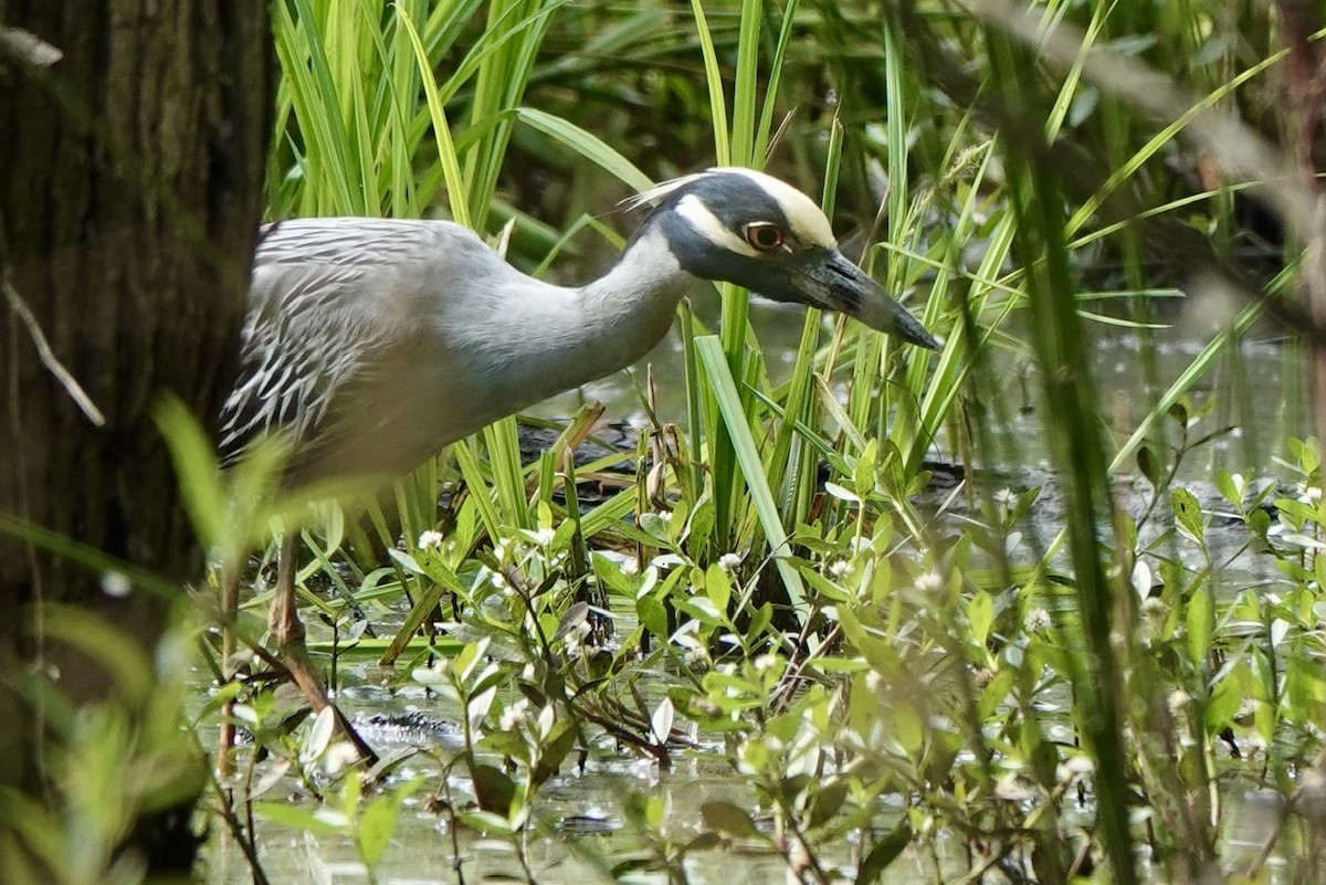 Yellow-crowned Night Heron - Fleeta Chauvigne