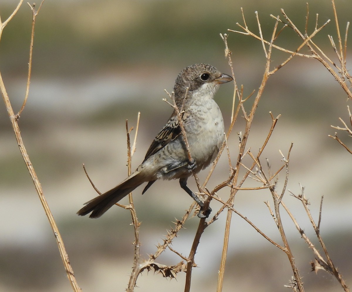 Woodchat Shrike - ML620742372