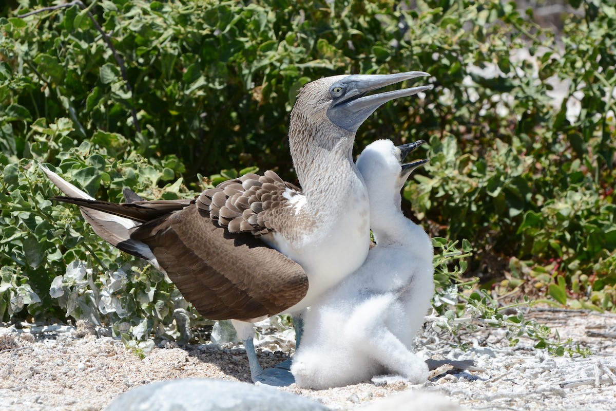 Blue-footed Booby - ML620742373