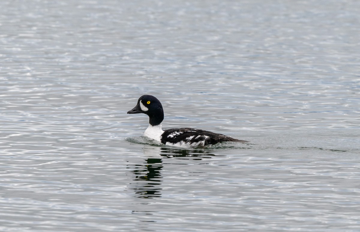 Barrow's Goldeneye - ML620742377