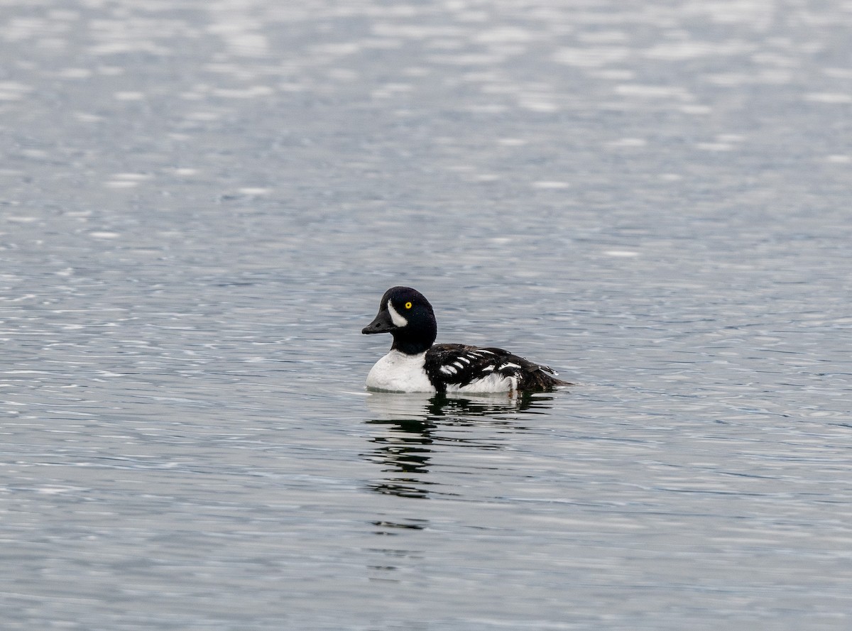 Barrow's Goldeneye - ML620742380