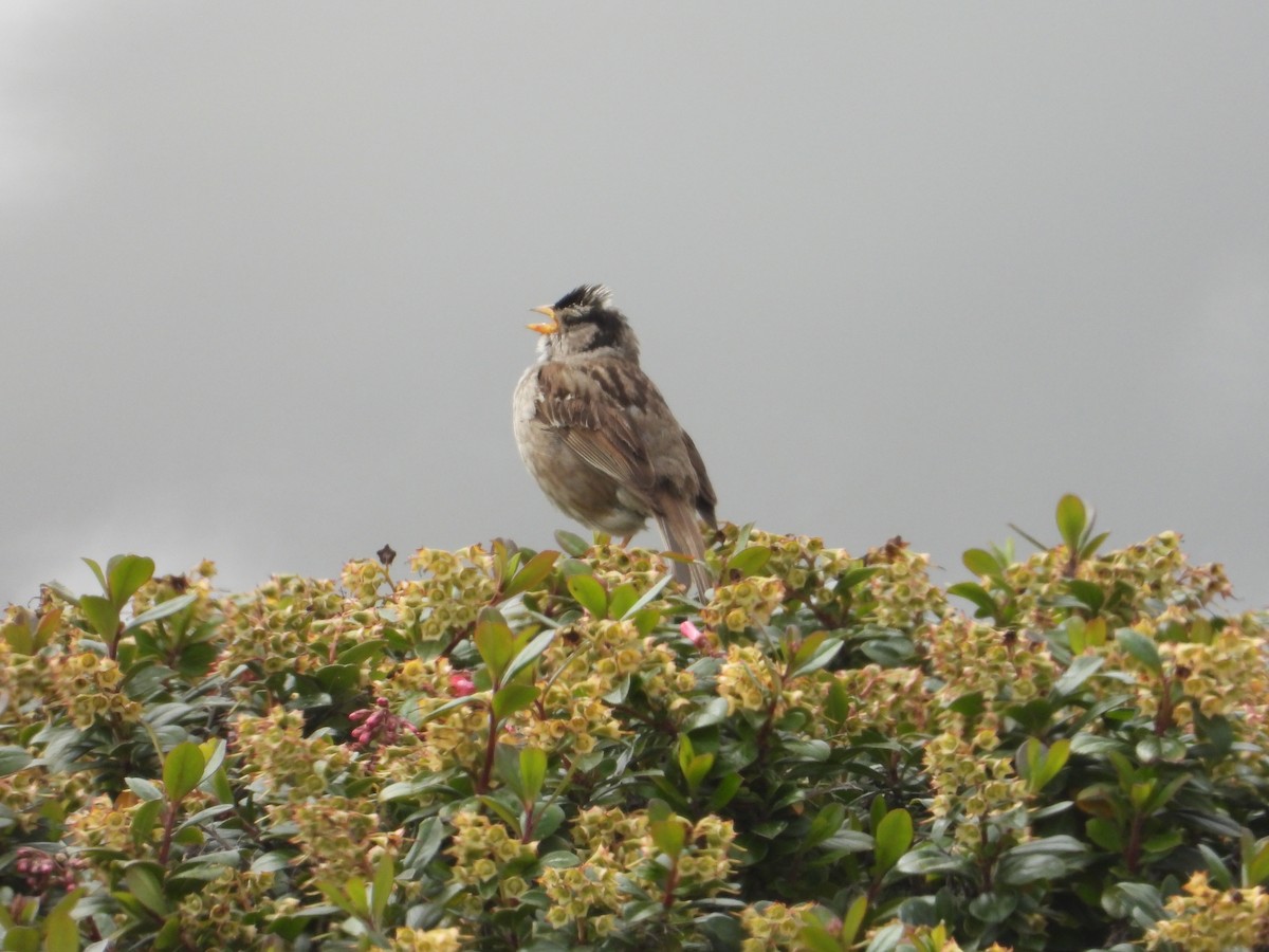 White-crowned Sparrow - ML620742381