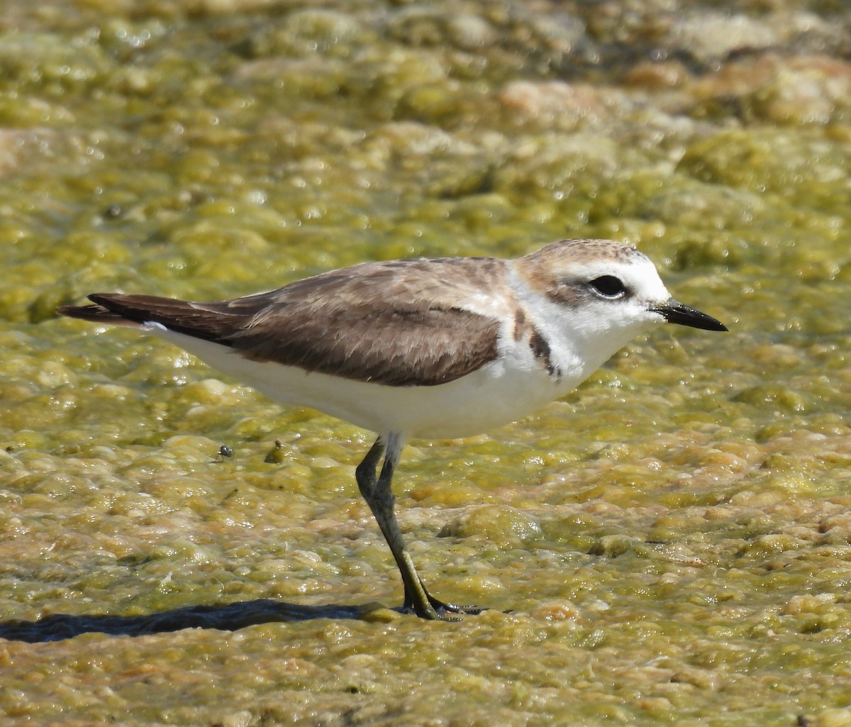 Kentish Plover - ML620742383