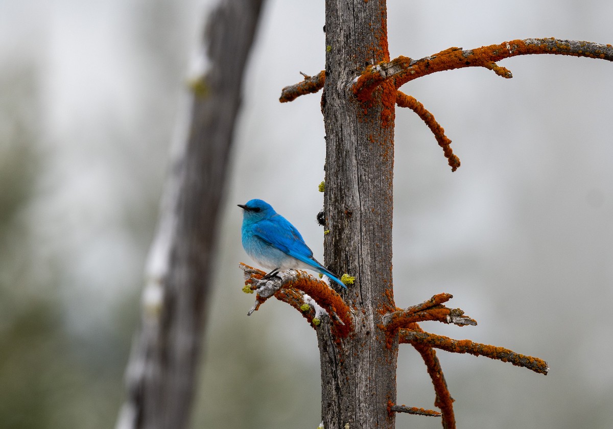 Mountain Bluebird - ML620742384