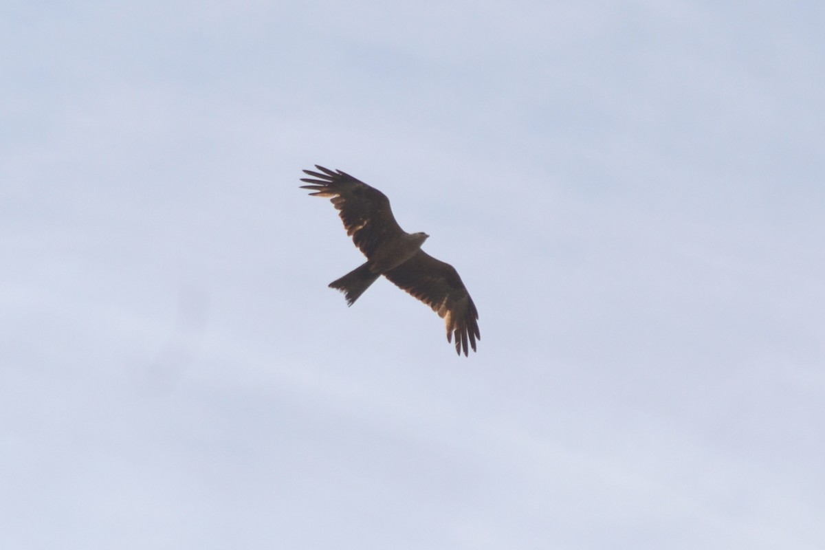 黑鳶 - ML620742385