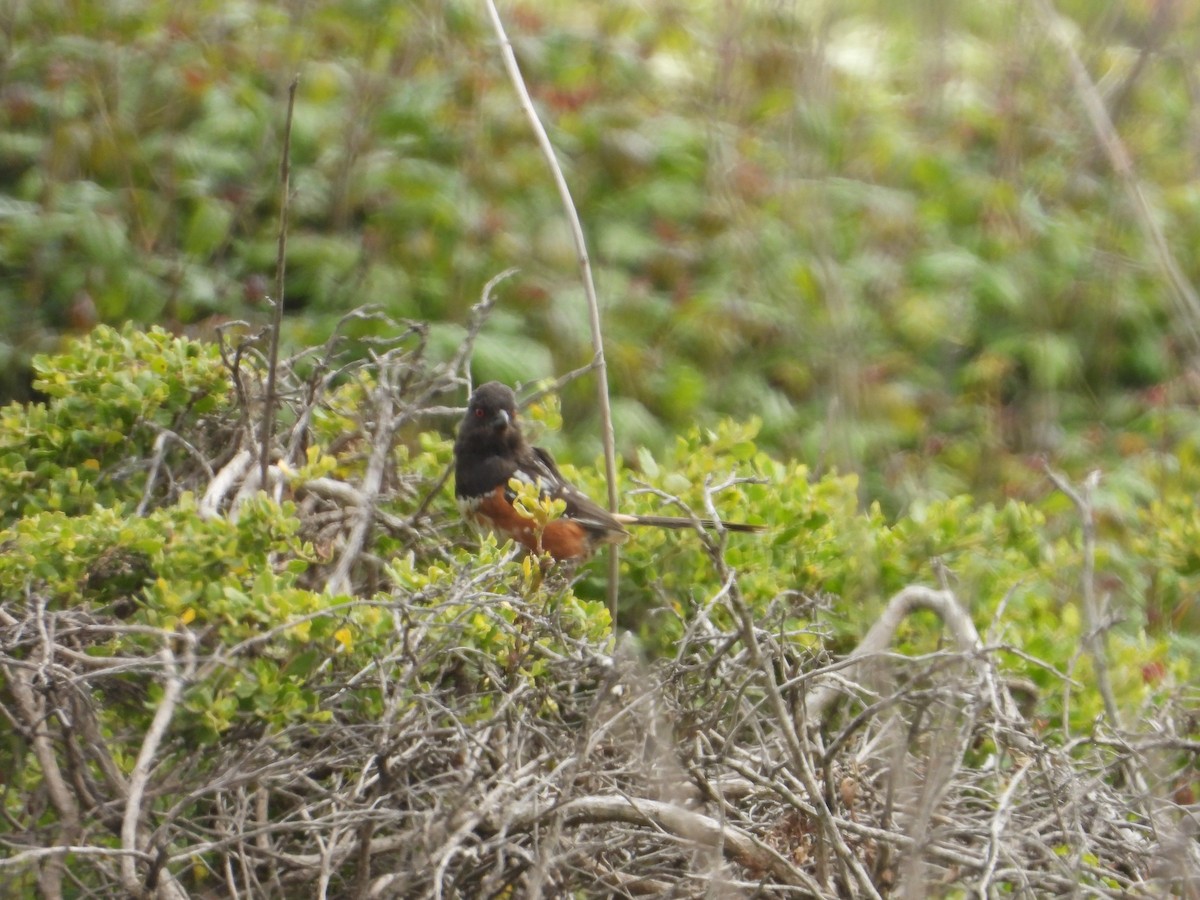 Spotted Towhee - ML620742387