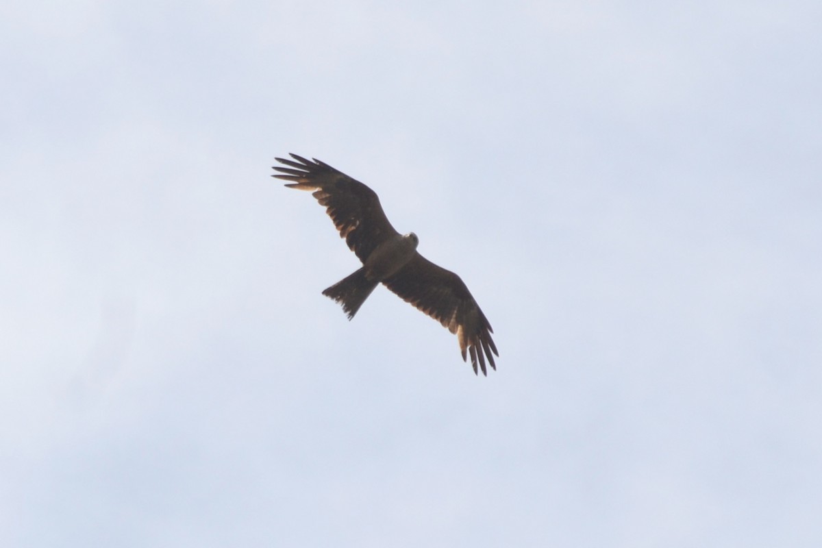 Black Kite - Paulo  Roncon