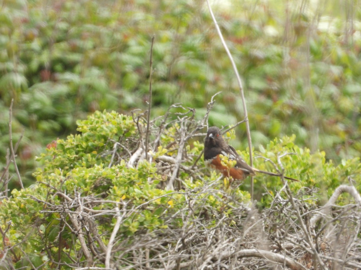 Spotted Towhee - ML620742391