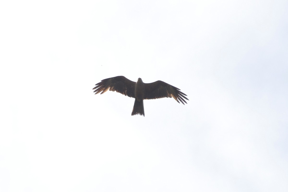 Black Kite - ML620742394