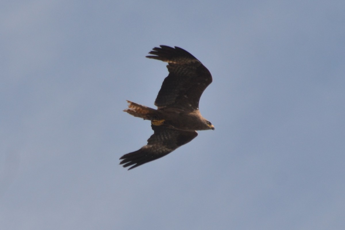 Black Kite - ML620742409