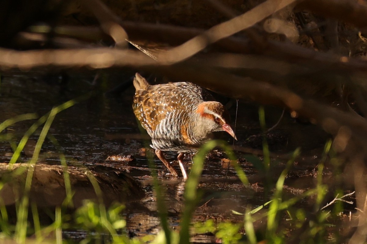 Buff-banded Rail - ML620742415