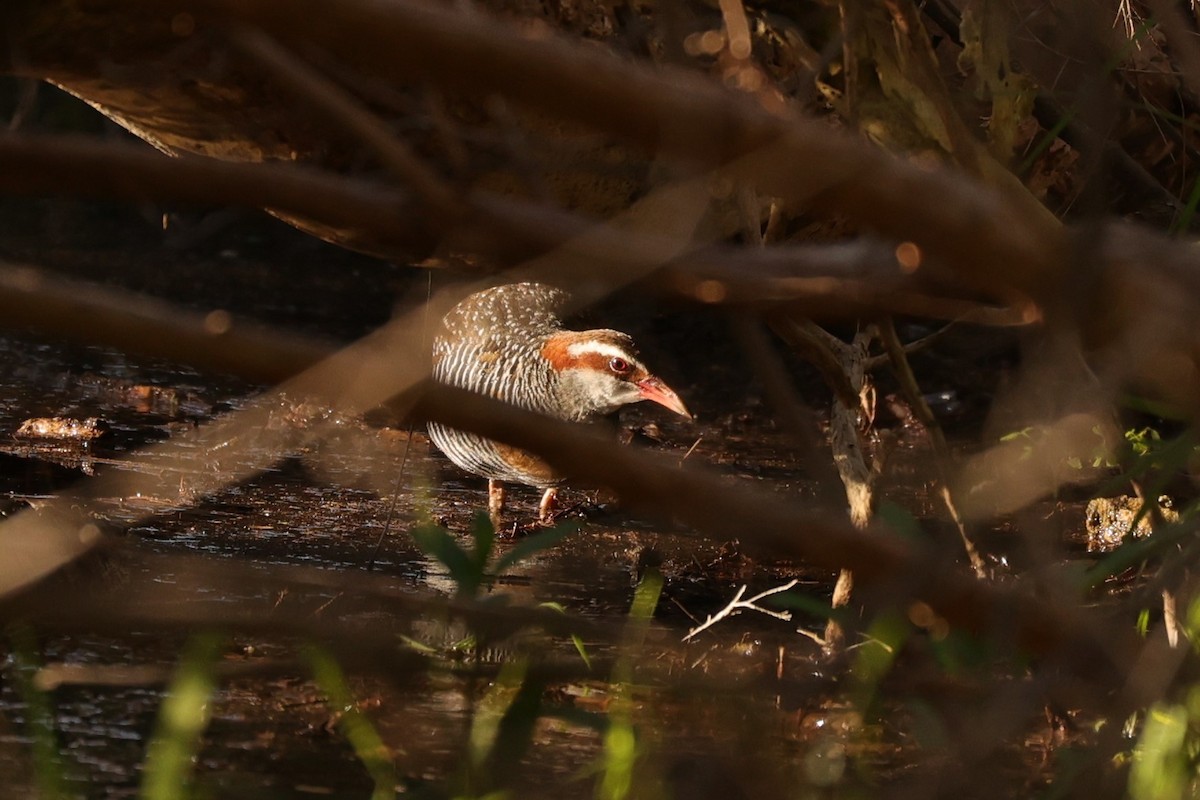 Buff-banded Rail - ML620742416