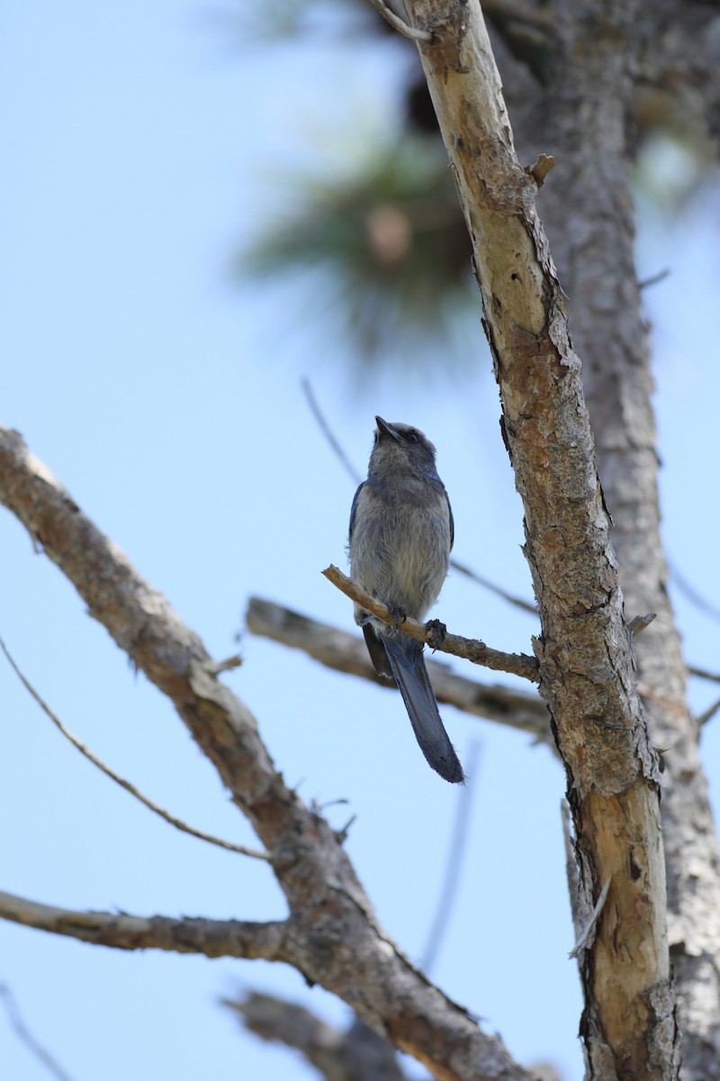 Florida Scrub-Jay - ML620742421