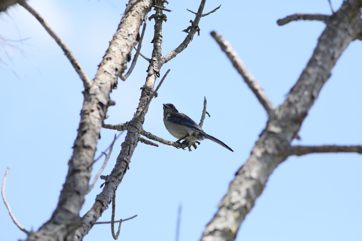 Florida Scrub-Jay - Joshua Gant