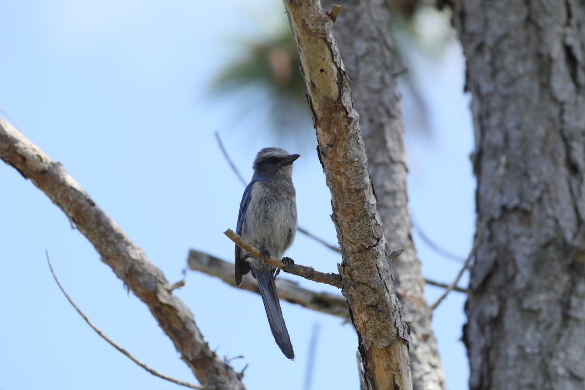 Florida Scrub-Jay - Joshua Gant