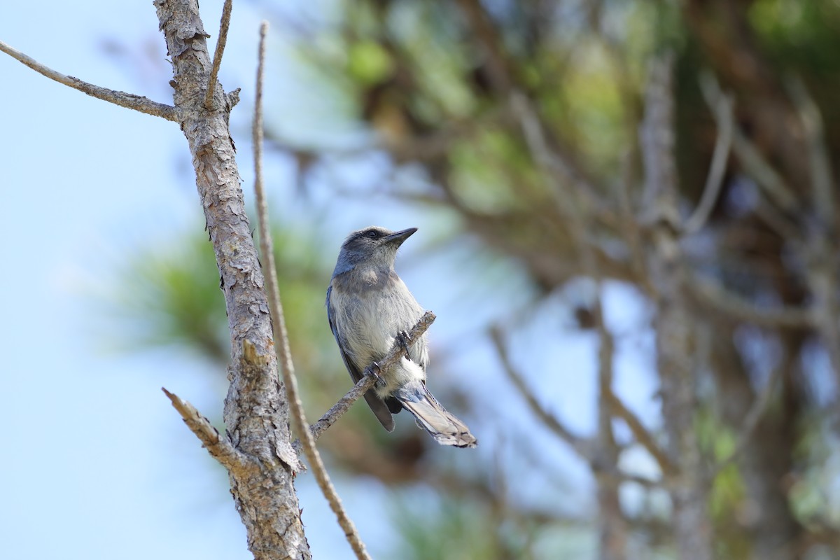 Florida Scrub-Jay - ML620742424