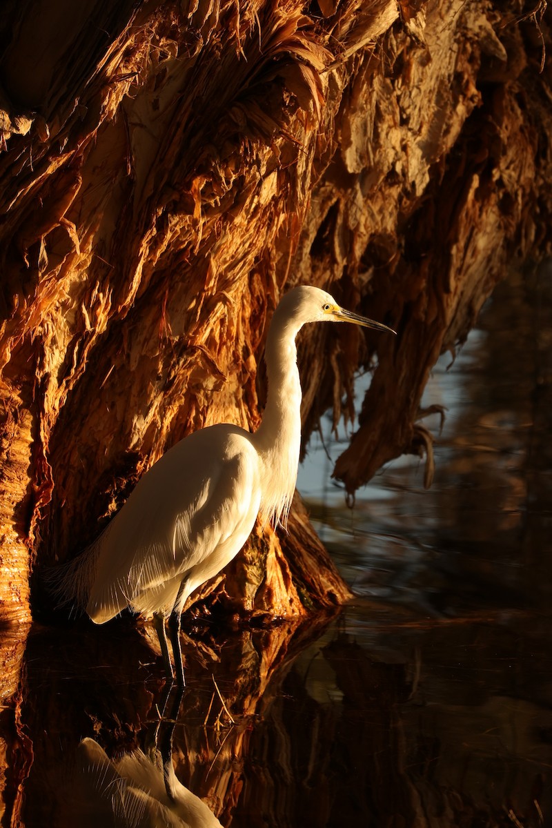 Little Egret (Australasian) - ML620742425