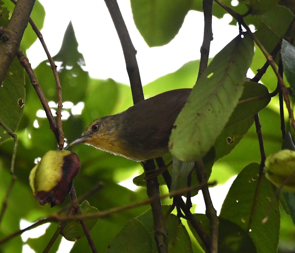 Pin-striped Tit-Babbler - ML620742426