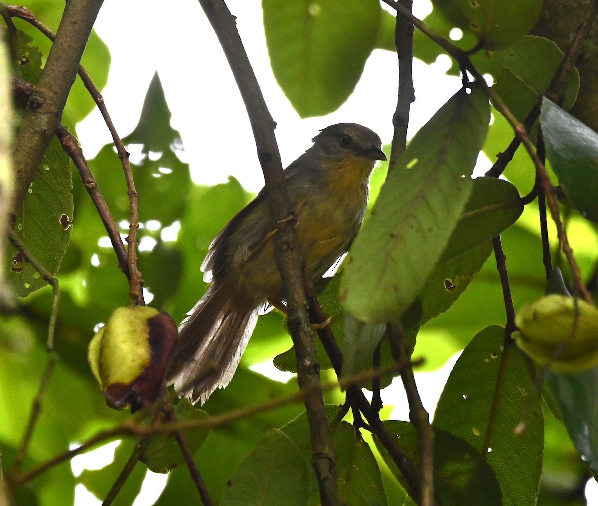 Pin-striped Tit-Babbler - ML620742427