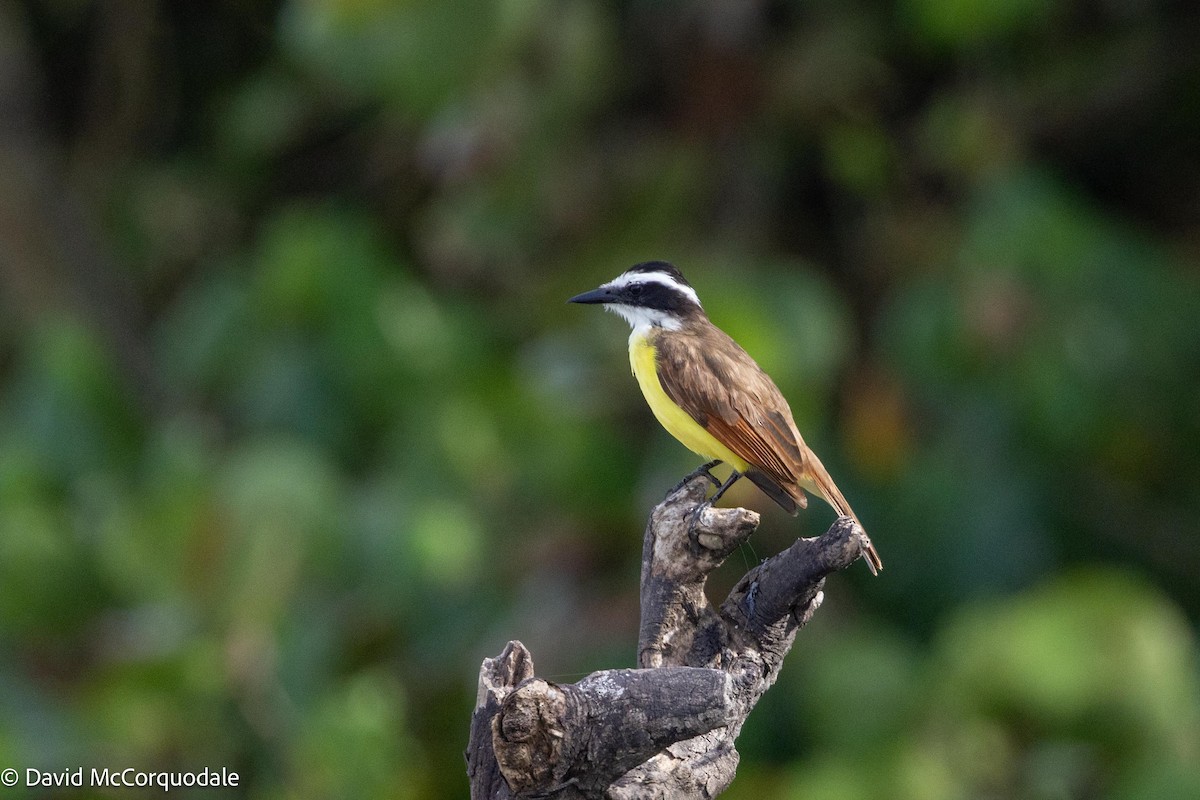 Great Kiskadee - ML620742428