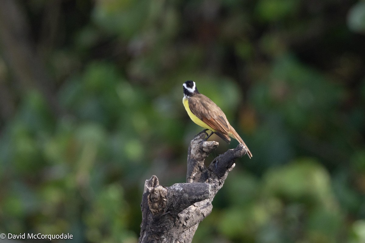 Great Kiskadee - ML620742429