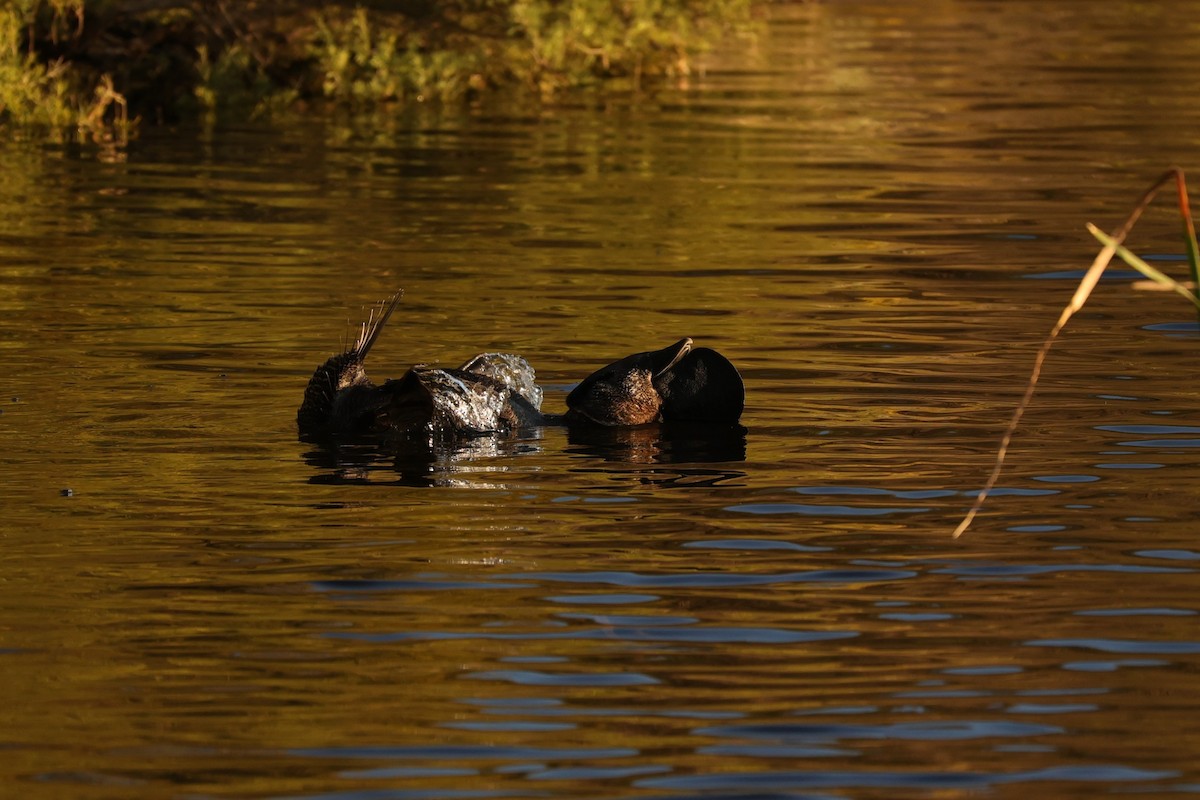 Musk Duck - ML620742430