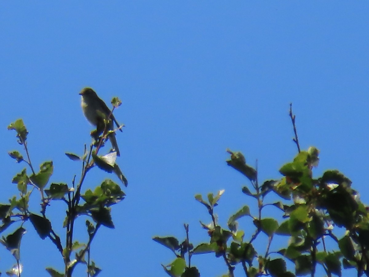 Willow Warbler - ML620742431