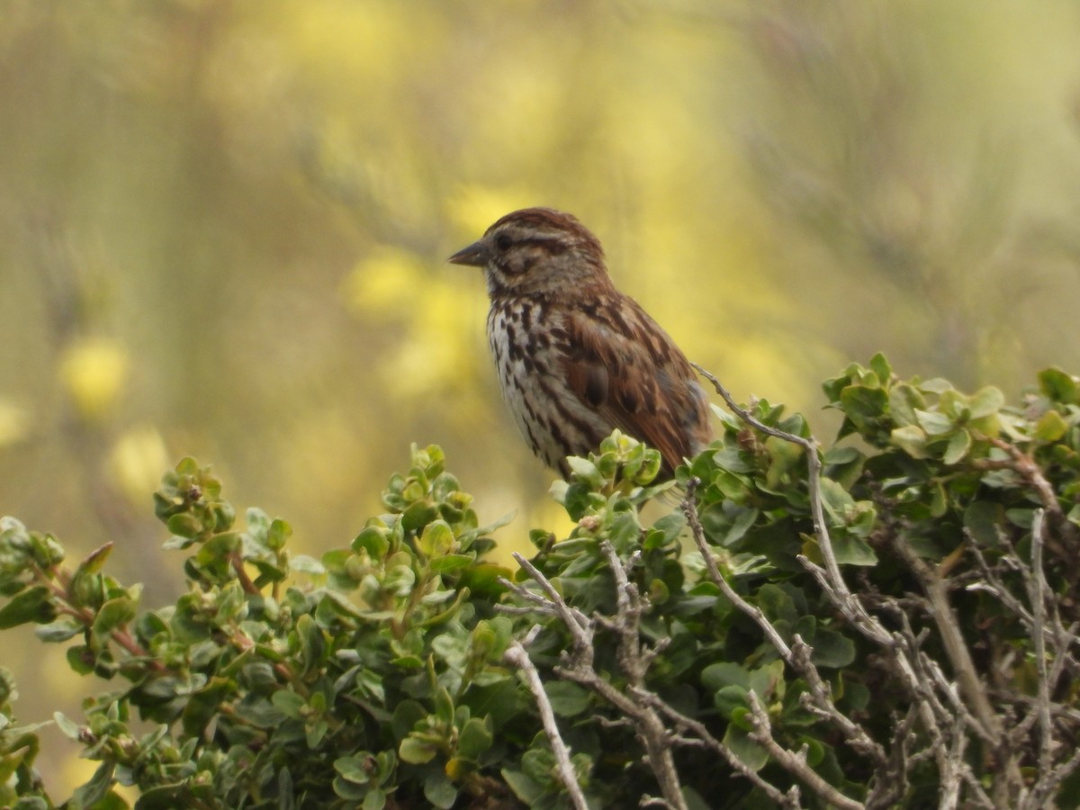 Song Sparrow - ML620742432