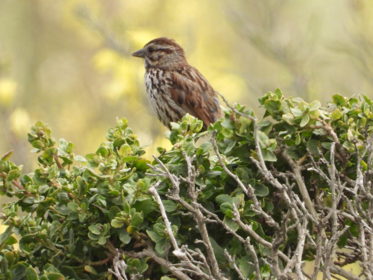 Song Sparrow - ML620742433