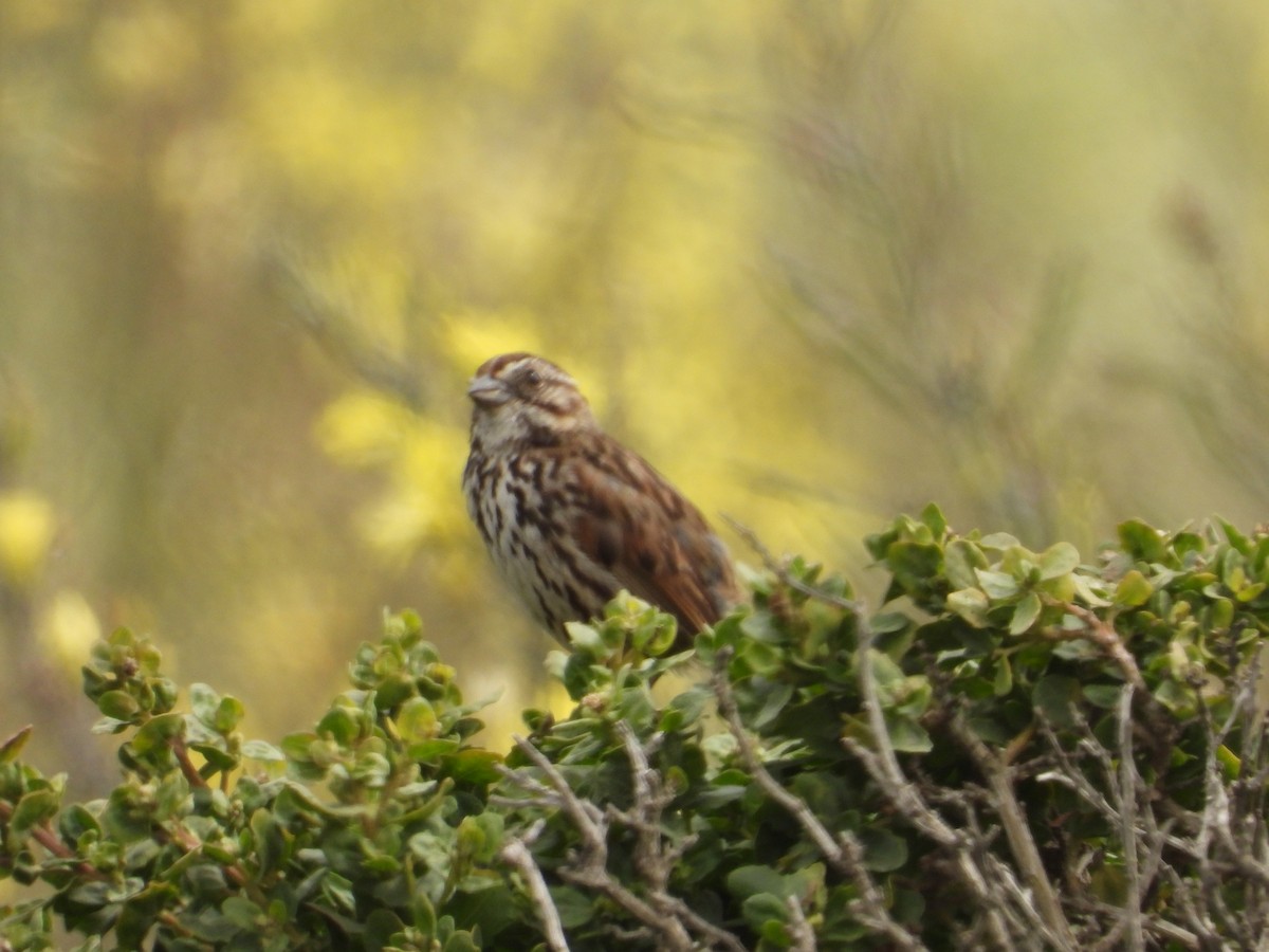 Song Sparrow - ML620742434