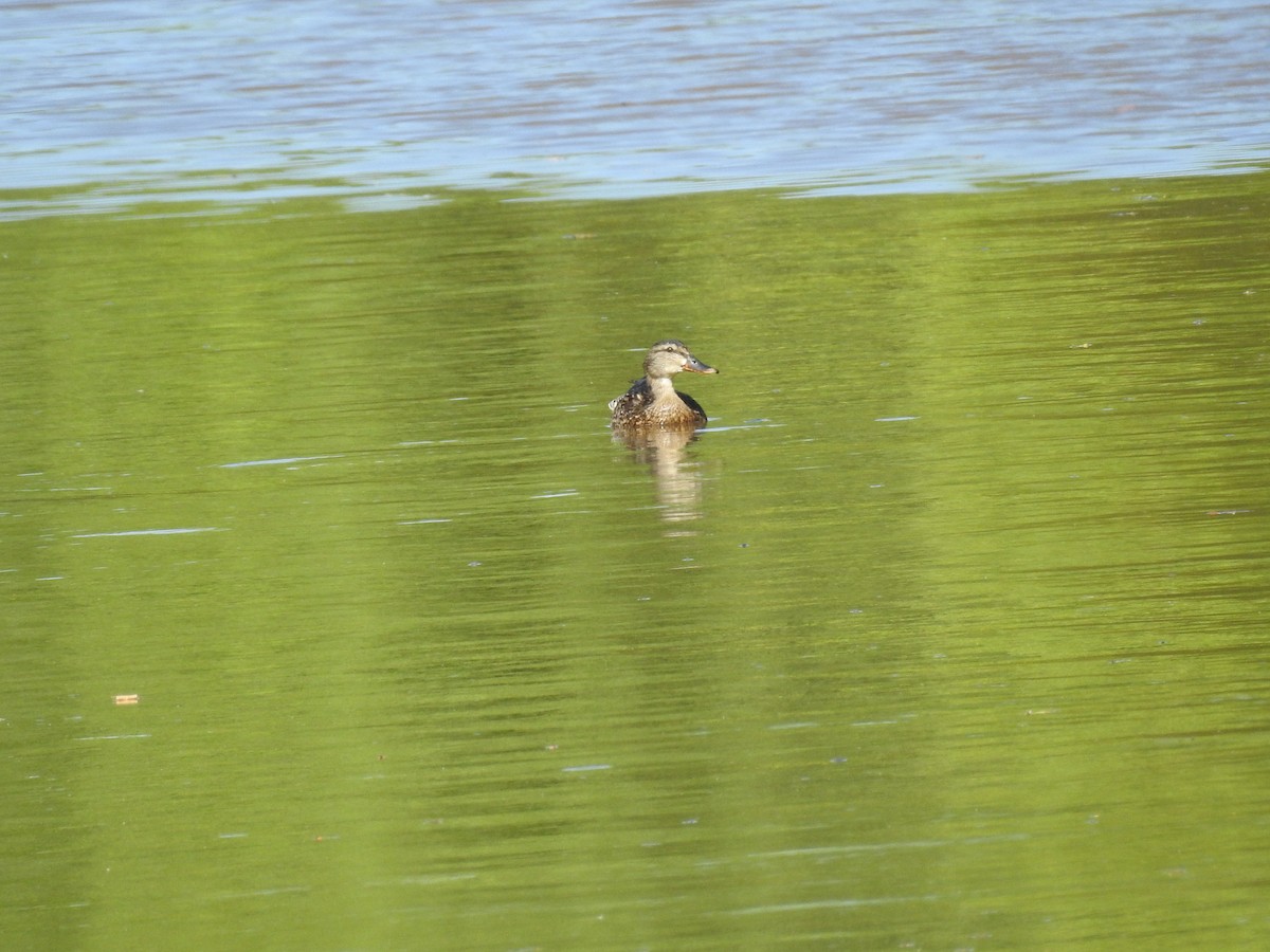 Mallard - ML620742437