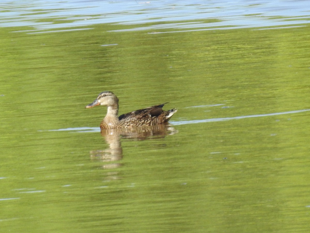 Mallard - ML620742438