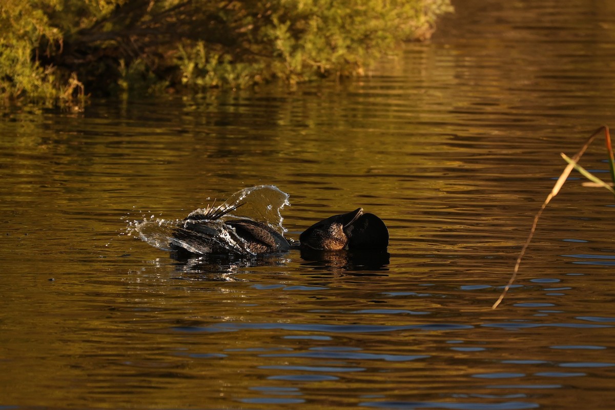 Érismature à barbillons - ML620742439