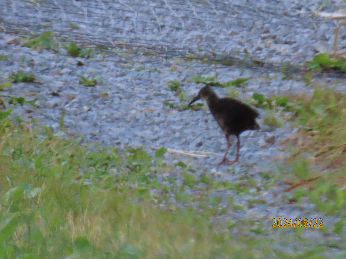 Virginia Rail - ML620742440