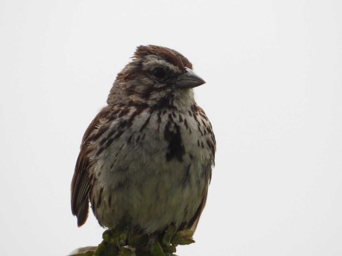 Song Sparrow - Bill Holland