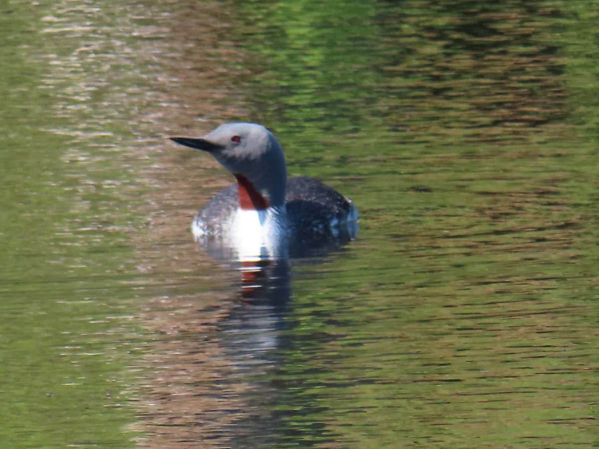 Red-throated Loon - ML620742442