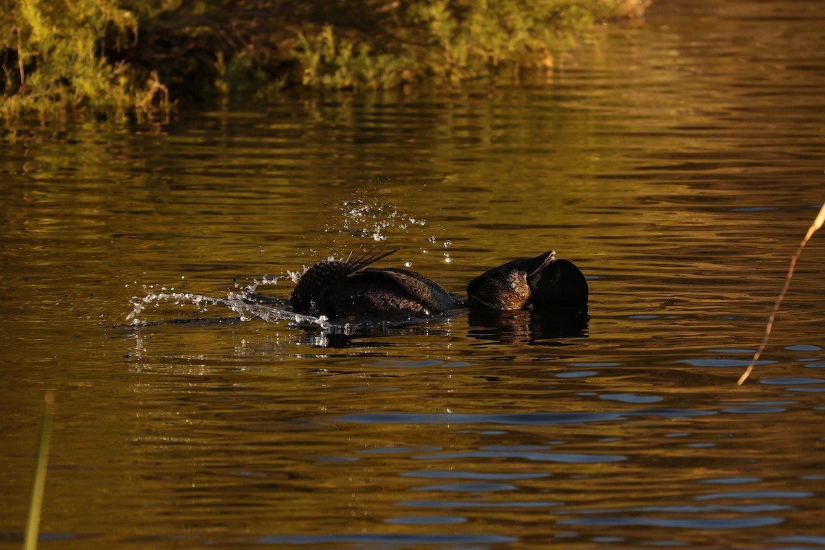 Musk Duck - ML620742443