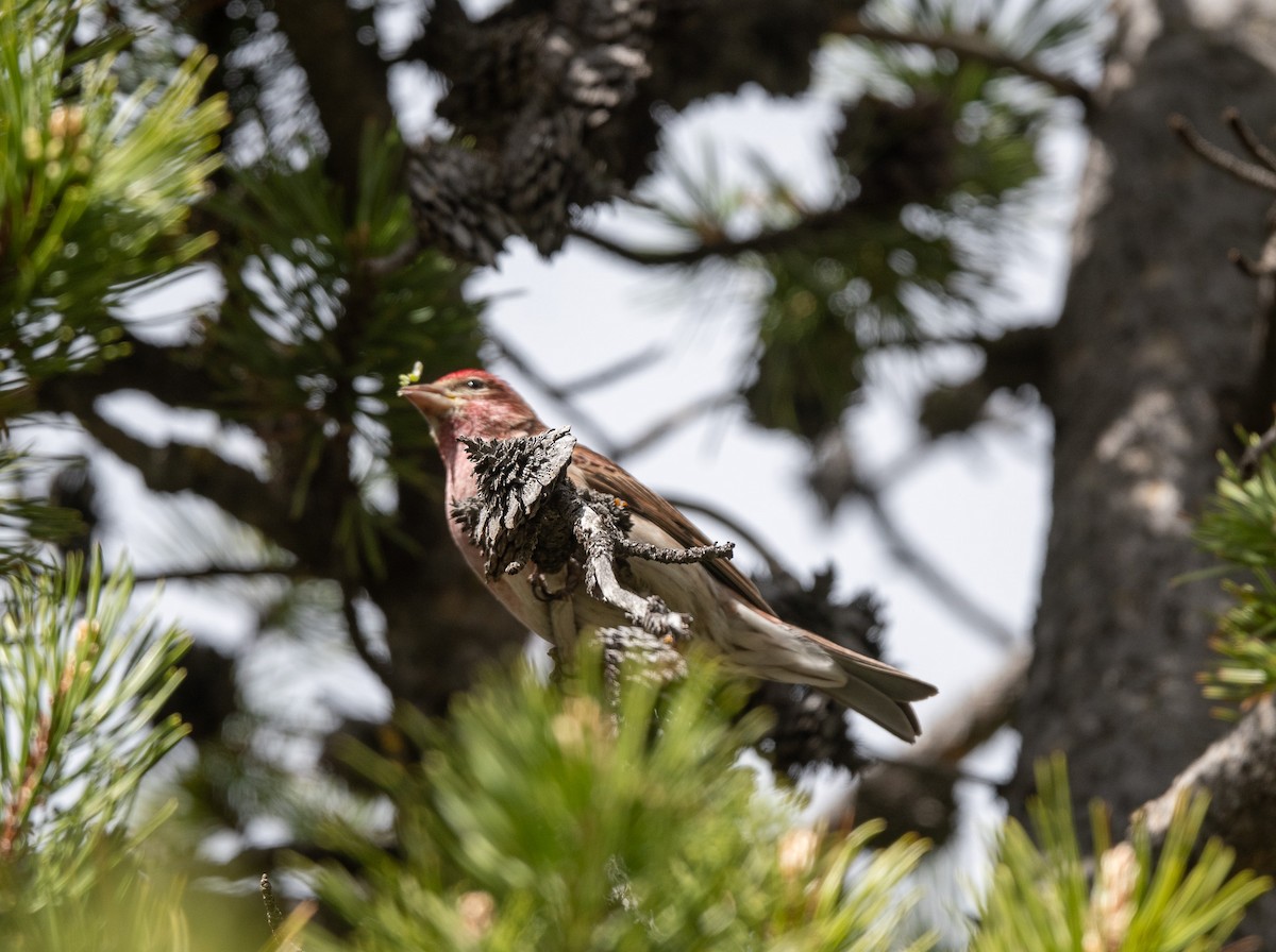 Cassin's Finch - ML620742446