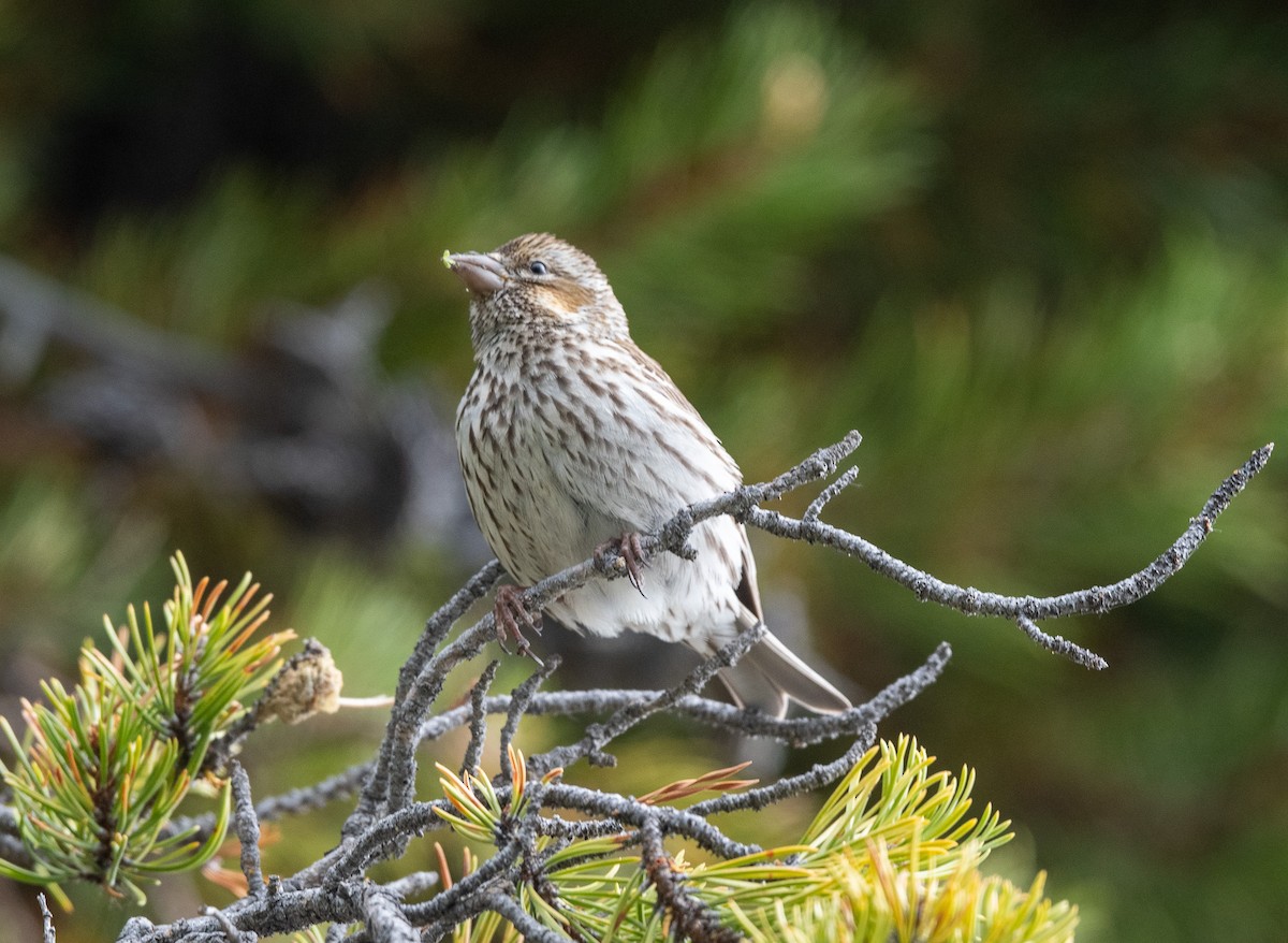 Cassin's Finch - ML620742447