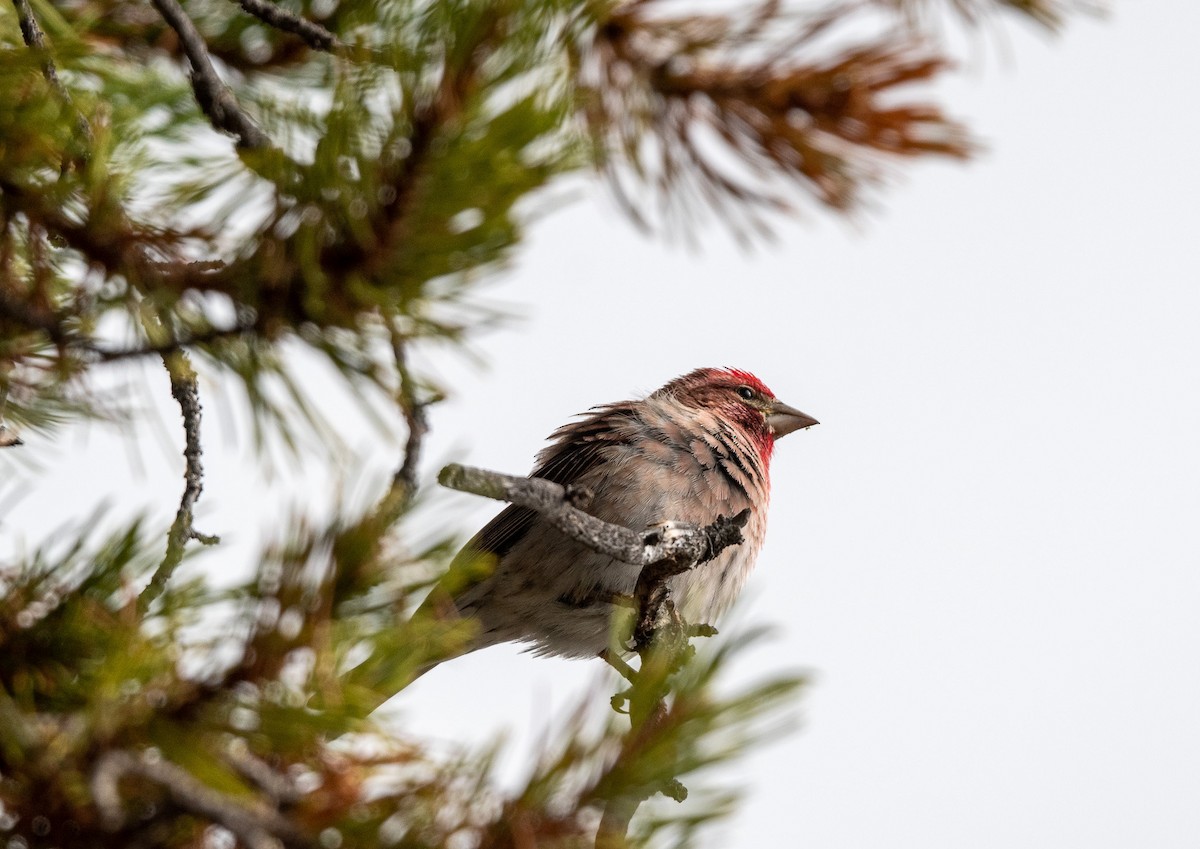 Cassin's Finch - ML620742448