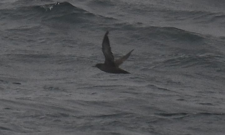 Sooty Shearwater - ML620742449