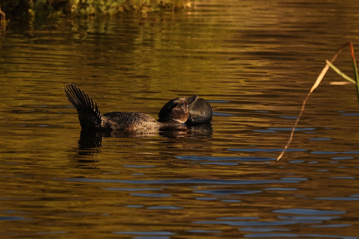 Musk Duck - ML620742450