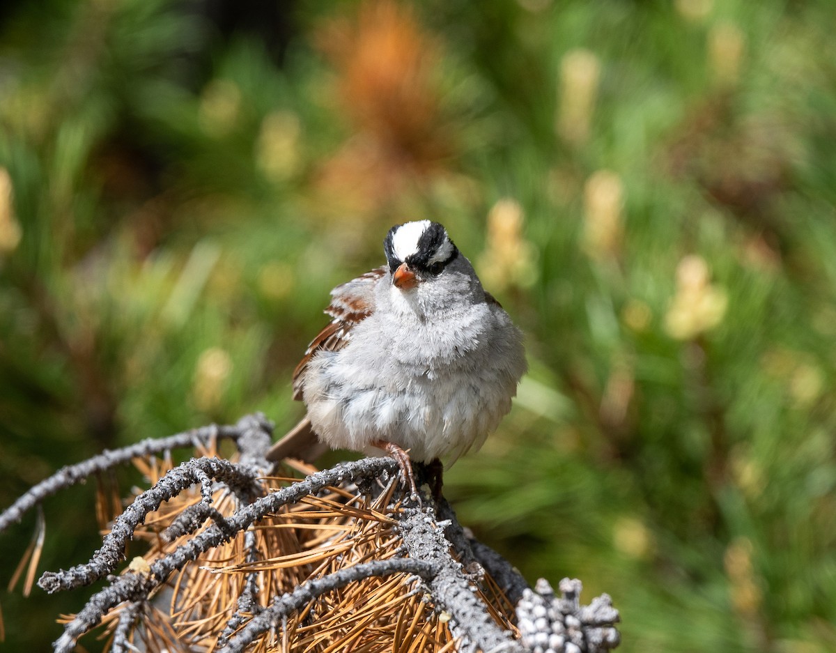 White-crowned Sparrow - ML620742453