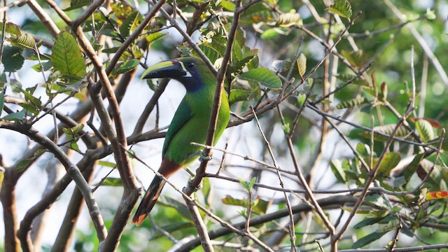 Toucanet émeraude - ML620742458