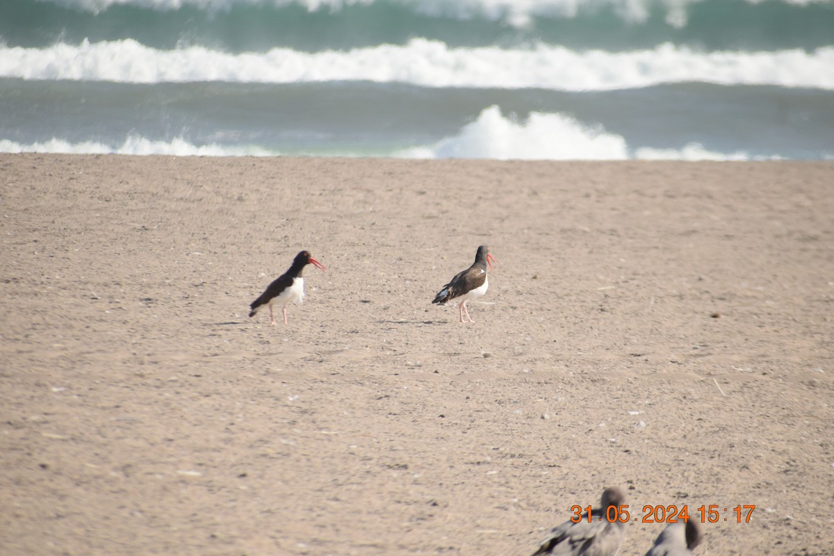 American Oystercatcher - ML620742459