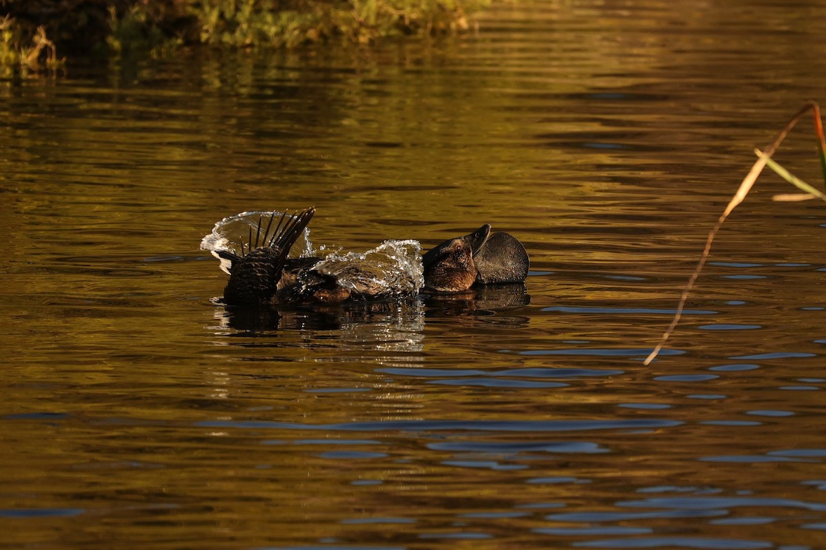 Musk Duck - ML620742464