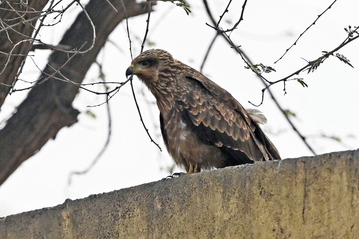 Black Kite (Yellow-billed) - ML620742467