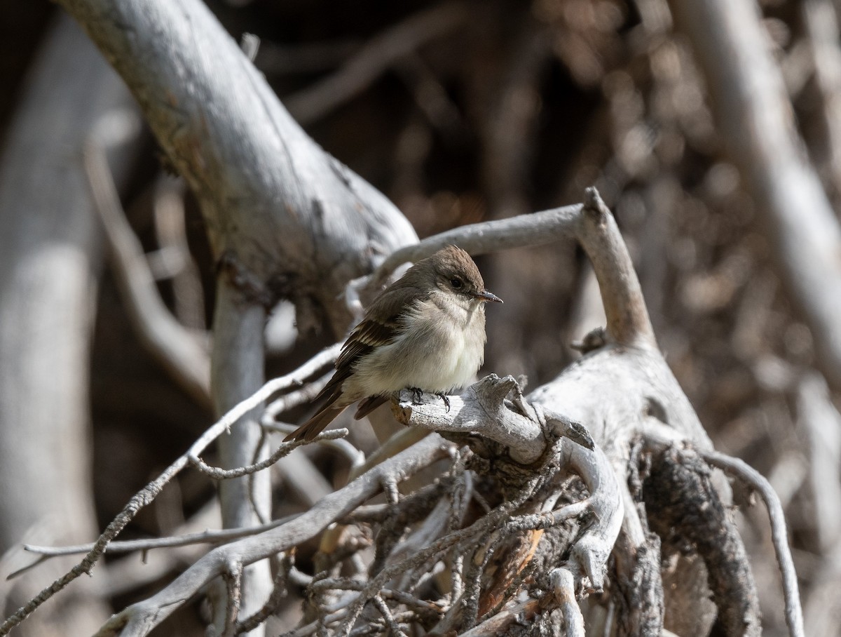 Western Wood-Pewee - ML620742470